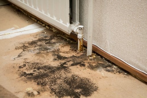 Overview of Long Island Mold Removal: