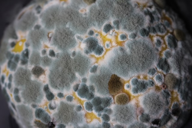 The Hidden Health Hazards of Mold: Protecting Your Family and Air Quality in Long Island Homes