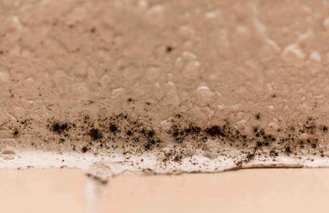 Mold Removal and Remediation Services on Long Island: Ensuring a Safe, Healthy Home With My Long Island Mold Removal