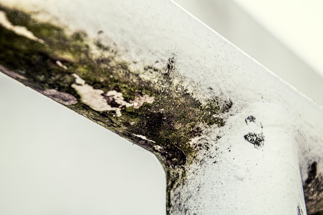 The Dangers of Mold: How Long Island Mold Removal Protects Your Family and Property