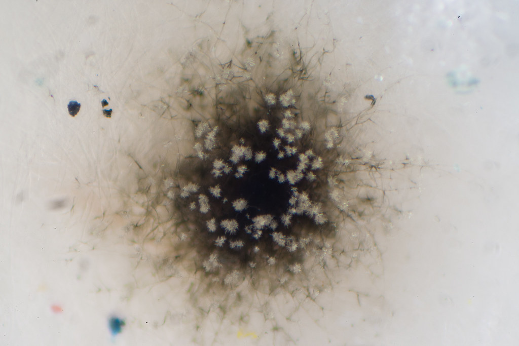 Black Mold vs. Common Mold: Why Professional Testing in Long Island Matters